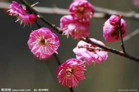 梅花香自苦寒来