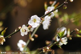 梅花香自苦寒来
