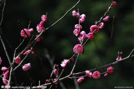 梅花香自苦寒来
