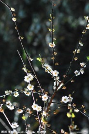 梅花香自苦寒来