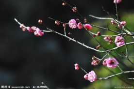 梅花香自苦寒来