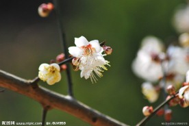梅花香自苦寒来