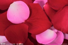 花瓣