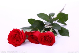 红玫瑰