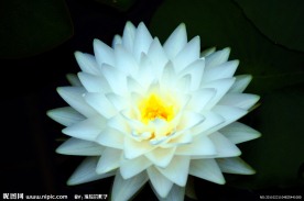睡莲