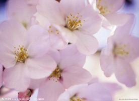 粉色樱花