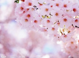 粉色樱花