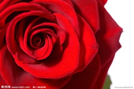红玫瑰