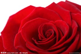 红玫瑰