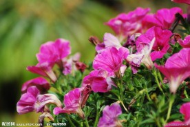 繁花似锦