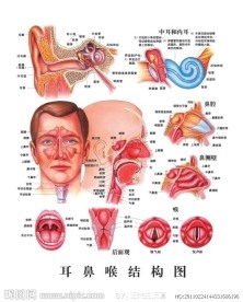 耳鼻喉结构图