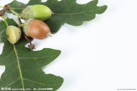 橡树果