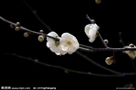 早春