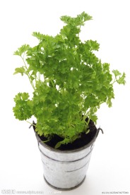 盆摘绿色草药