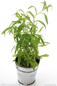 盆摘绿色草药