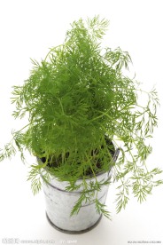 盆摘绿色草药