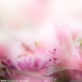 梦幻百合花