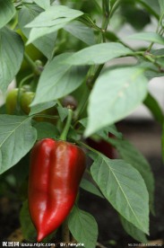 辣椒