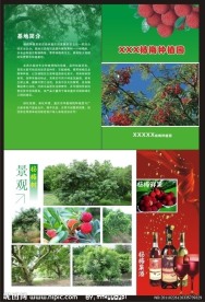 杨梅