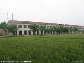 麦地麦田