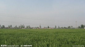 麦地麦田