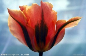 花儿
