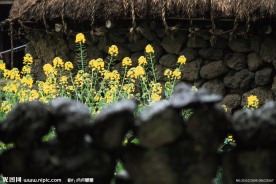油菜花