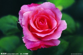 玫瑰