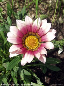 扶郎花