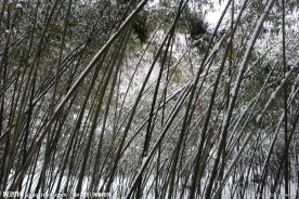 雪竹