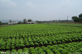 蔬菜基地
