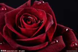 红玫瑰水滴水珠