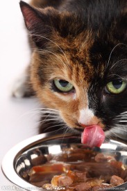 猫猫