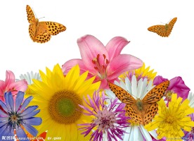 鲜花和飞舞的蝴蝶