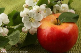 苹果