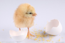 破壳而出的小鸡