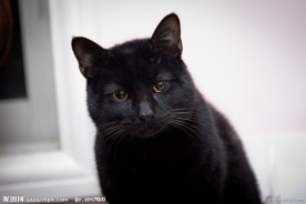 可爱黑猫图片