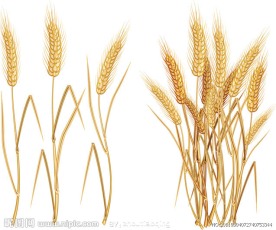 麦穗矢量素材