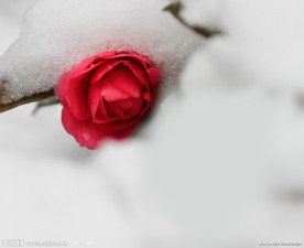 雪里红