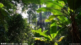西双版纳热带雨林谷