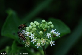 两只蜜蜂