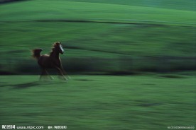 奔跑的千里马