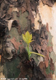 树芽