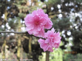 樱花