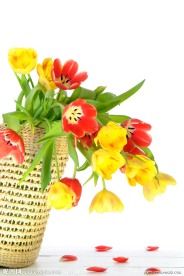花篮郁金香