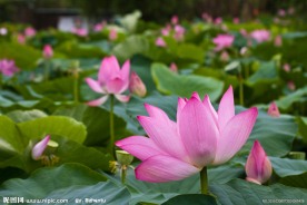荷花池