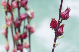 花苞
