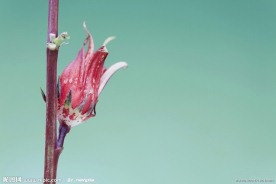 花苞