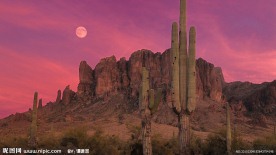 夜色 仙人掌 原始森林