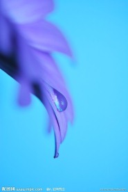露珠